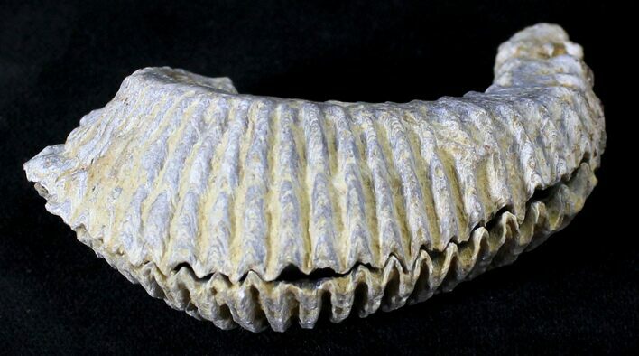 Cretaceous Fossil Oyster (Rastellum) - Madagascar #23613